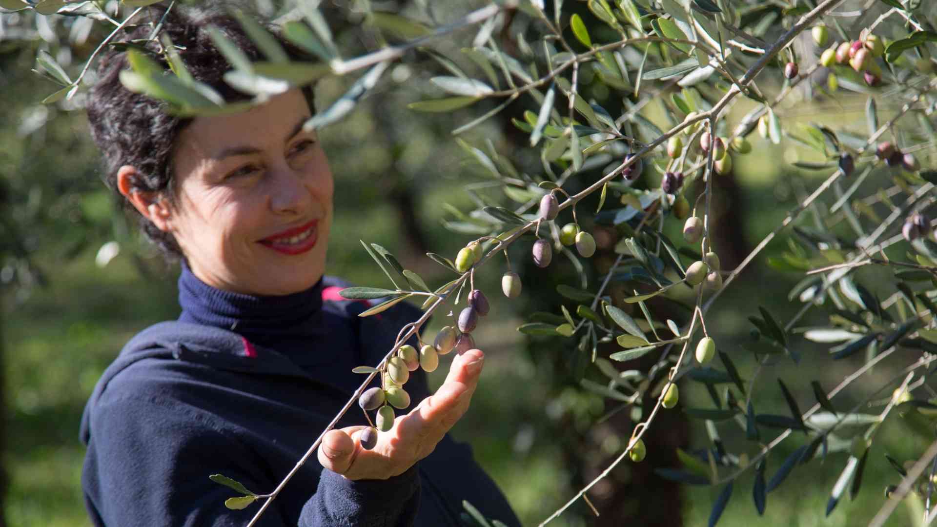 giuditta suatoni raccoglie l'oliva nell'uliveto del frantoio suatoni