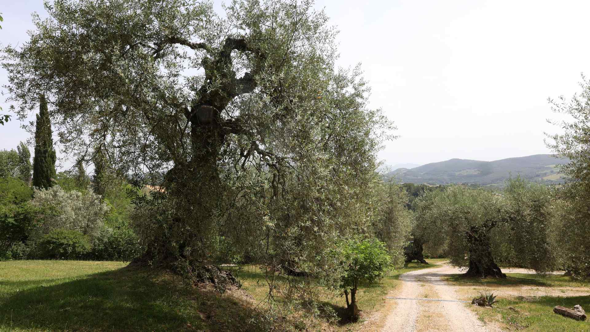 Oliveto storico secolare dell'olivo Rajo a Montecampano
