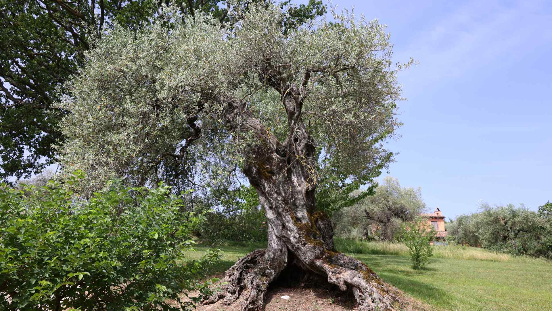 Ulivo Rajo dell'Oliveto storico secolare dell'olivo Rajo a Montecampano