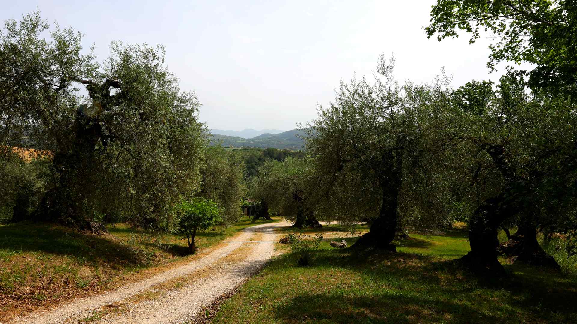 Splendida strada bianca lungo l'Oliveto storico secolare dell'olivo Rajo a Montecampano