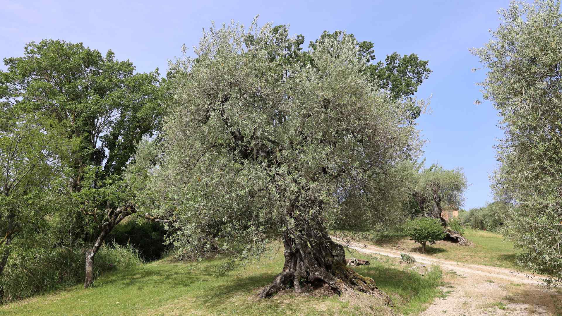 Pianta di olivo rajo del Oliveto storico secolare dell'olivo Rajo a Montecampano
