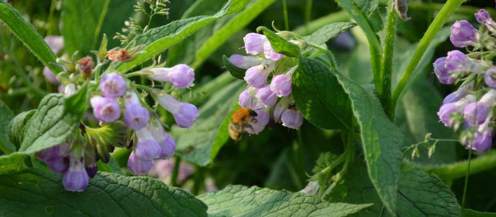 Un ape si ferma sui fiori in un aiuola realizzata tramite i principi dell'agricoltura sinergica