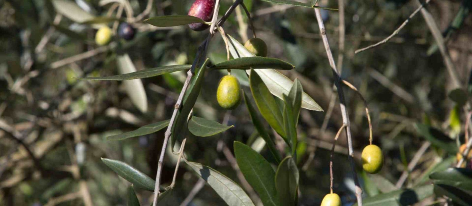 Particolare di olive in maturazione su ulivo bio di Amelia del Frantoio Suatoni