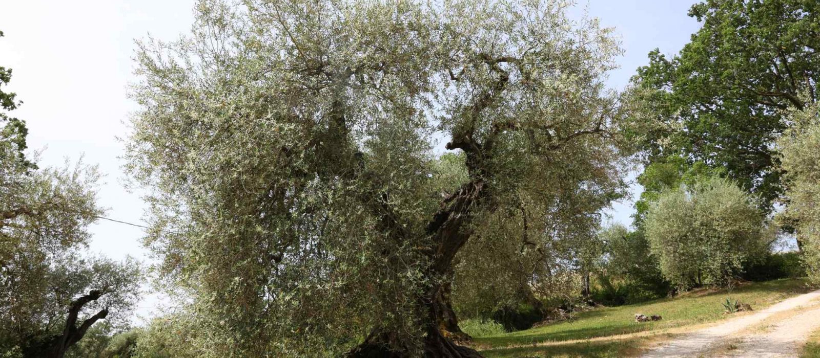 Particolare di un ulivo dell'Oliveto storico secolare dell'olivo Rajo a Montecampano
