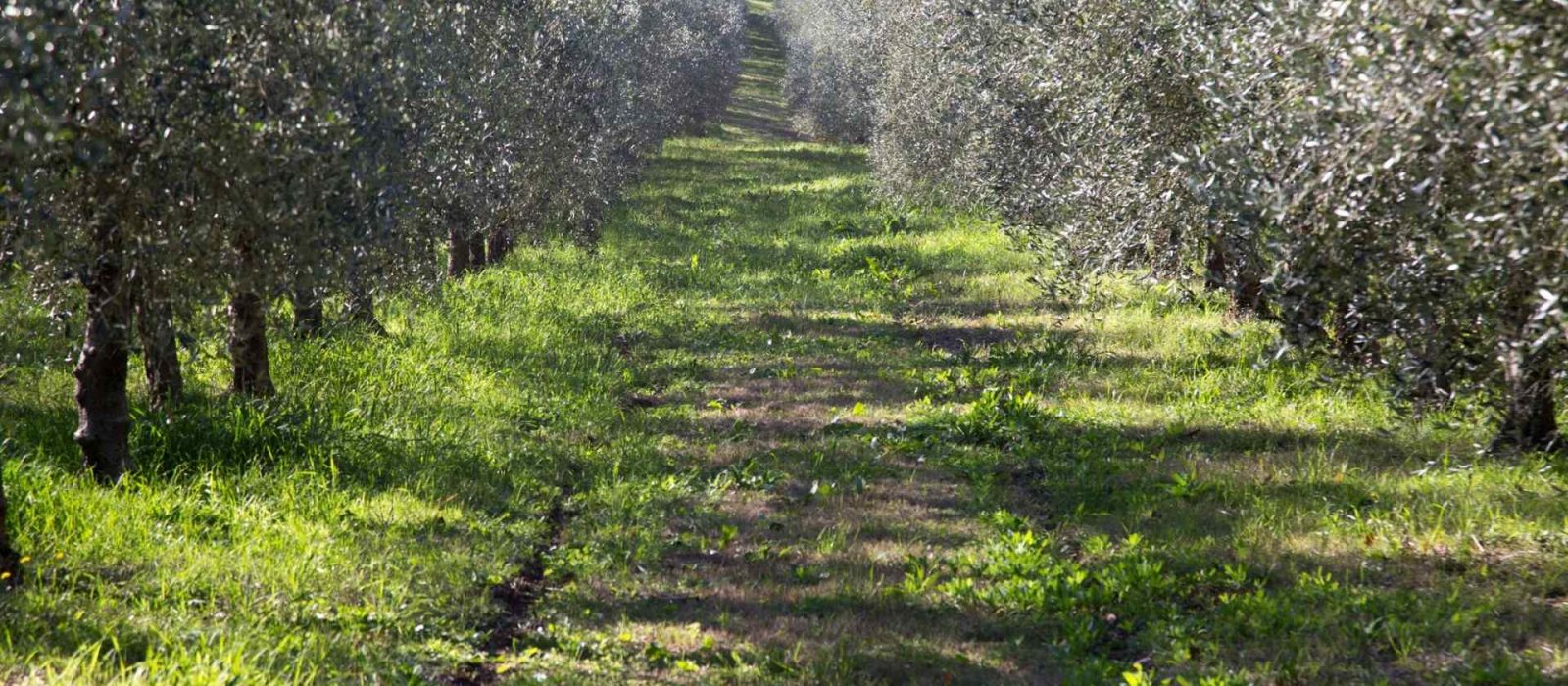 Uno degli oliveti di proprietà del Frantoio Suatoni di Amelia