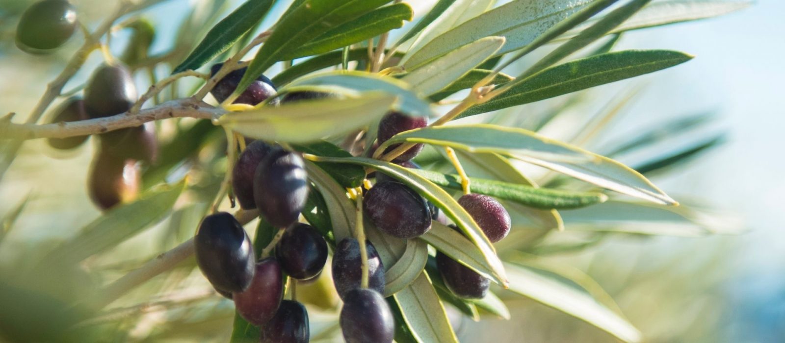 Organic olive tree